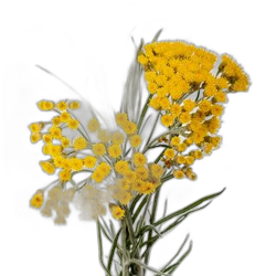 Image of Everlasting Flower note